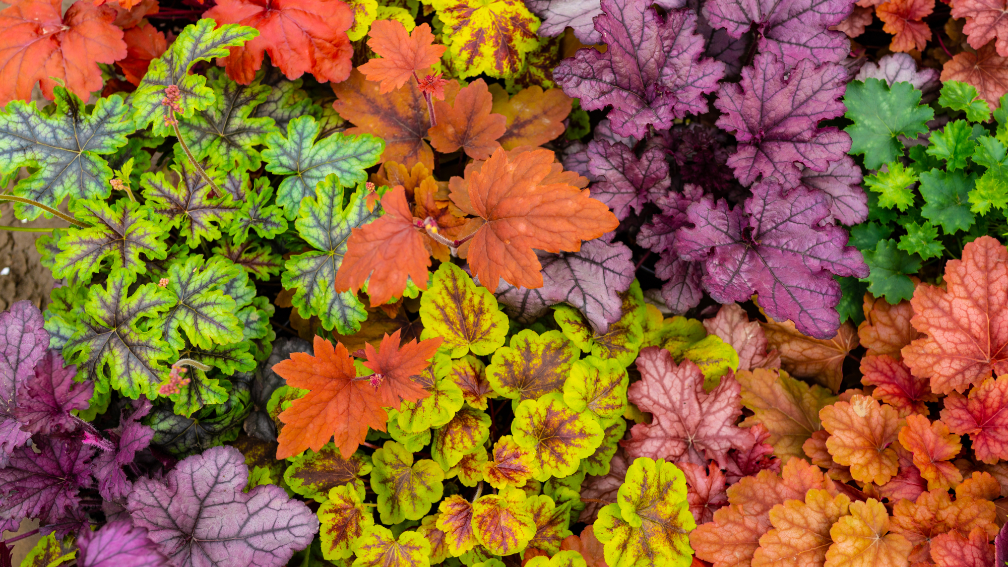 variety of colorful coral bells