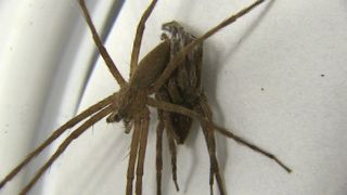 'Fifty Shades of Grey,' spider-style. A male nursery-web spider restrains a female during sex by wrapping silk around her legs.