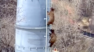 Bear subs climbing ski lift tower at Steamboat