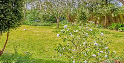 a lush garden lawn in early summer