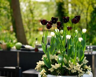 dark and white tulips in pot