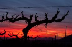 Casa Real: In conversation with winemaker Sebastián Labbé