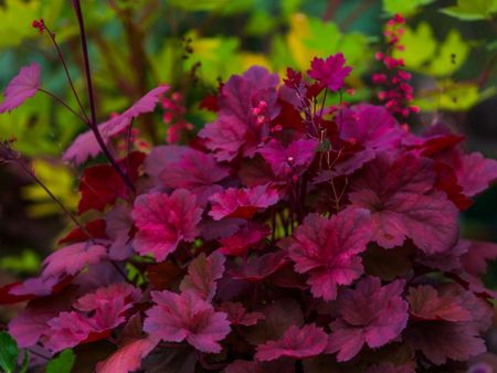 A Plant With Fabulous Red Foliage