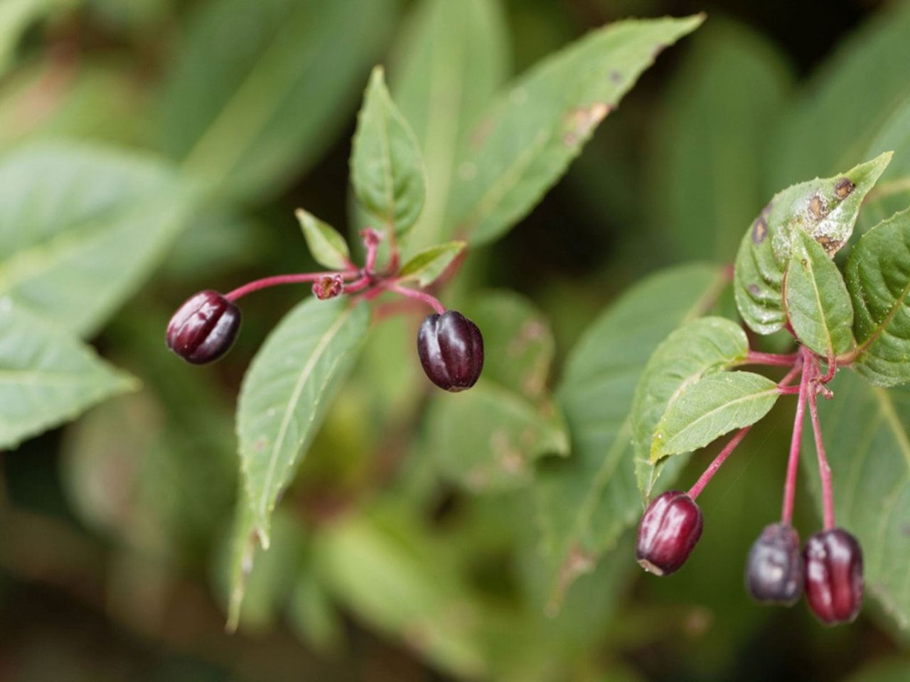 Fuchsia Seed Pods