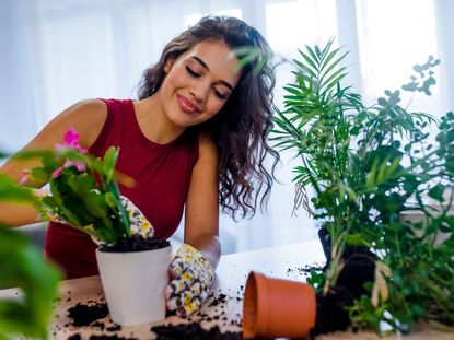 Woman Potting A Plant Indoors