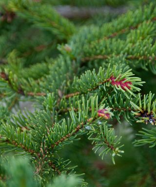 Conifer branch, Picea abies, Norway Spruce 'Acrocona',