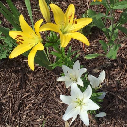 zone 5 lilies