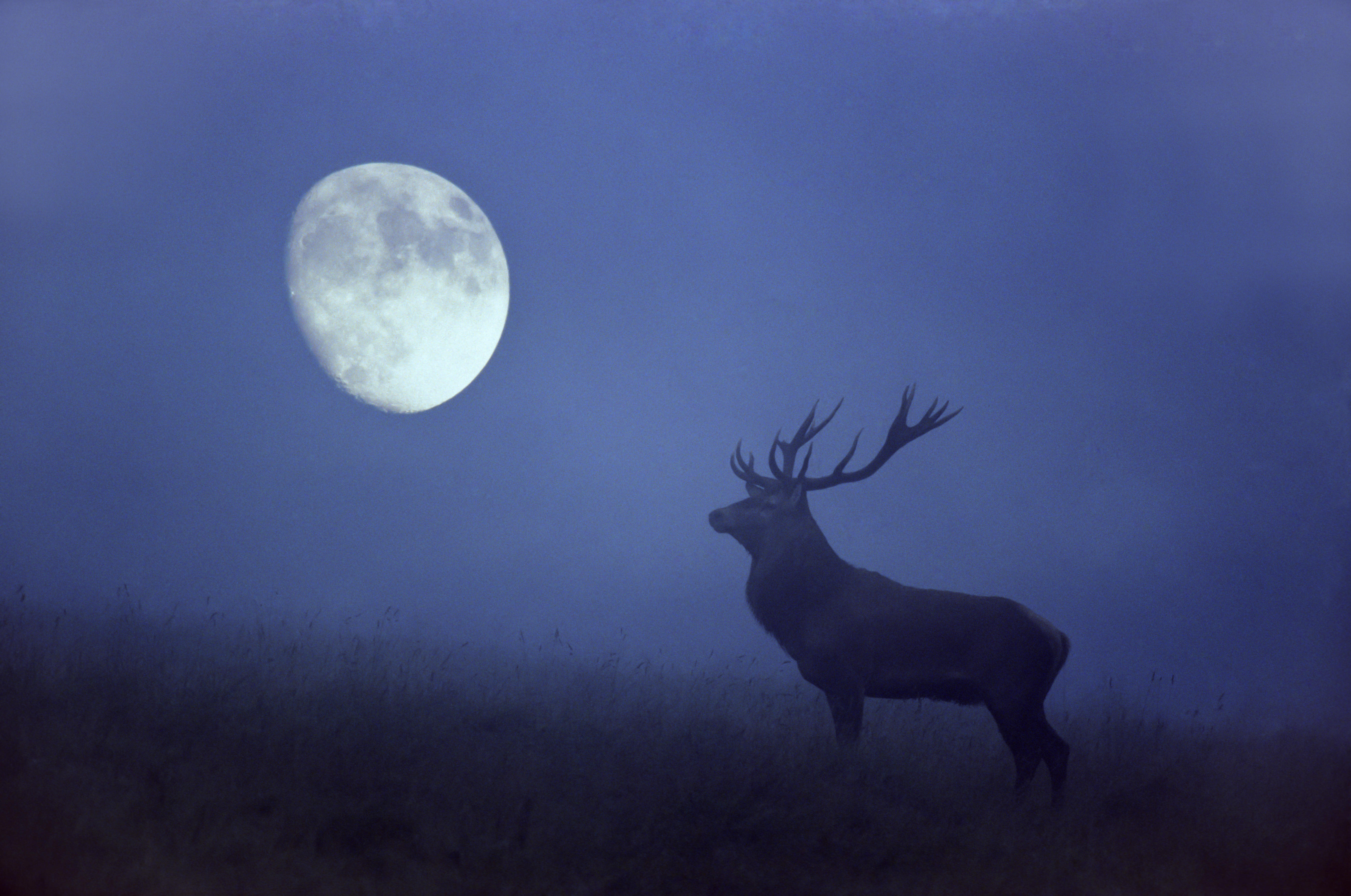Red Deer stag on a forest glade in front of moon