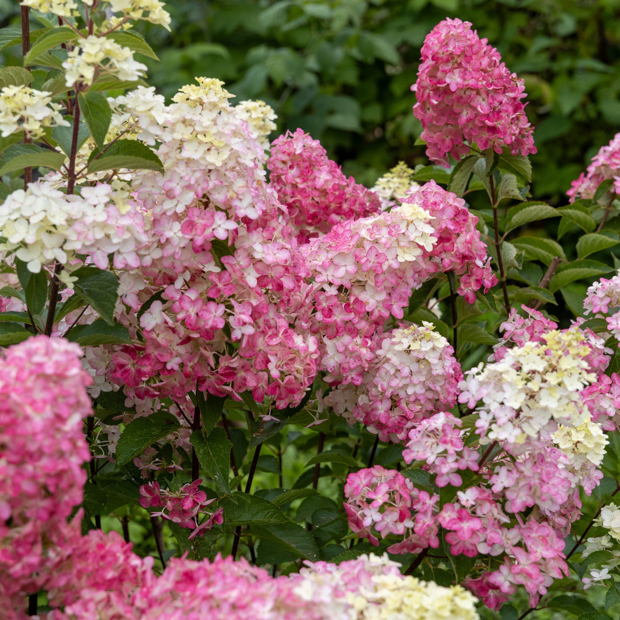 garden shrub Hydrangea paniculata