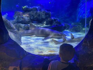 Max looking at sharks from the side of the underwater tunnel at Sea Life Birmingham