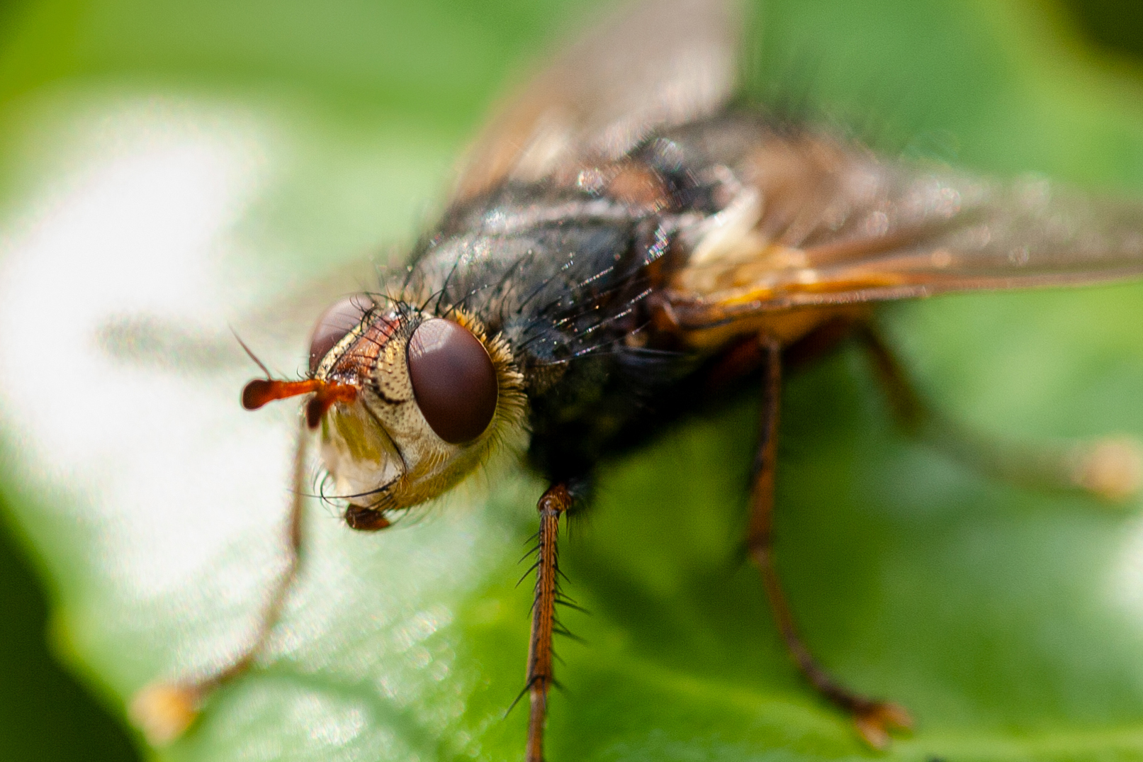 A photo of a fly on a leaf