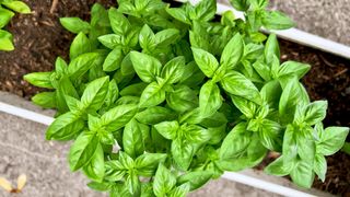 Basil growing