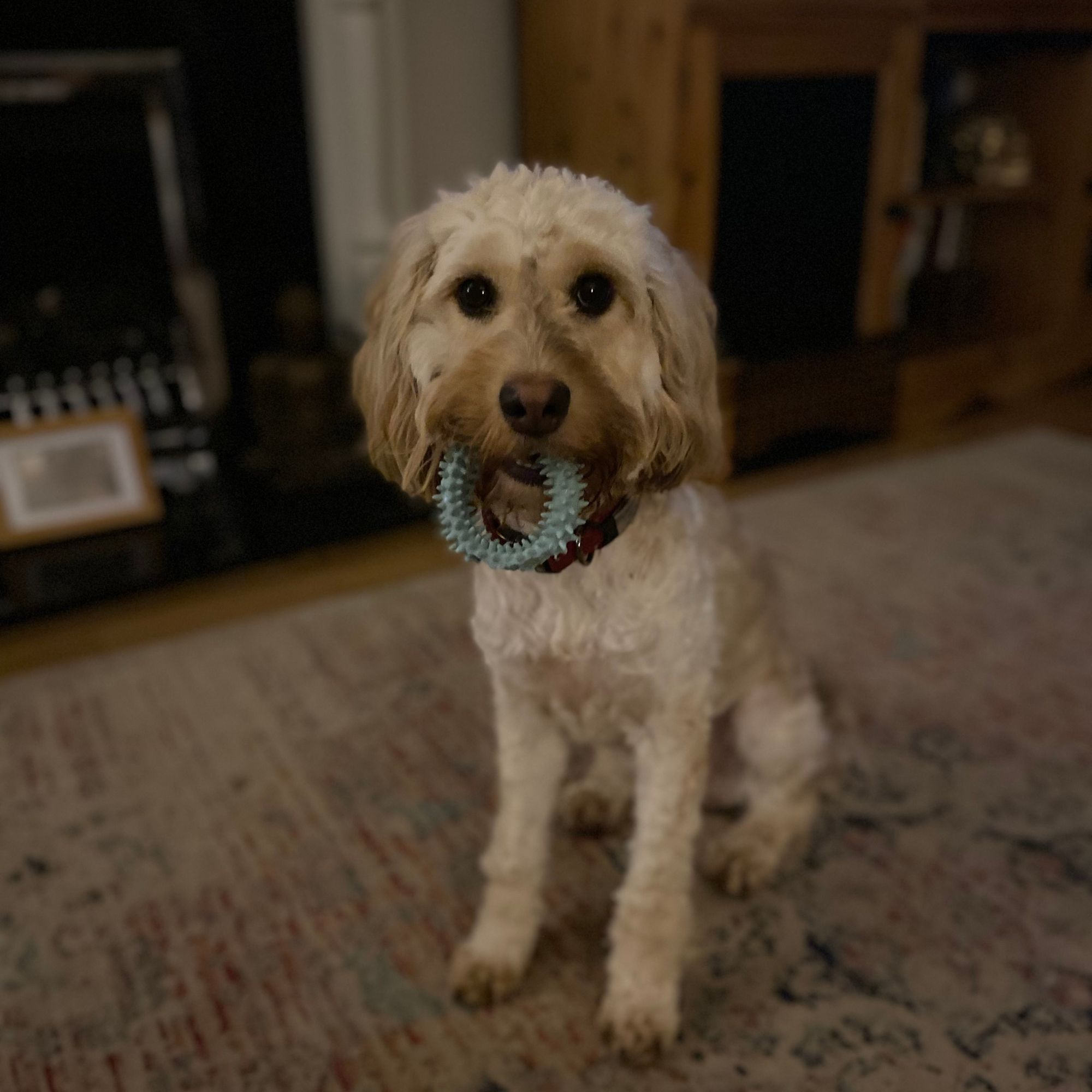 Dog with a chew toy in her mouth sitting on a patterned rug in a living room