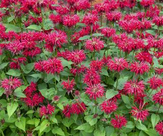 Red Monarda 'Gardenview Scarlet'