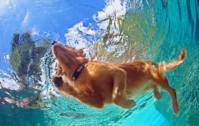 Underwater photo of golden labrador retriever puppy in outdoor swimming pool play with fun - jumping and diving deep down. Activities and games with family pets and popular dog on summer holiday.