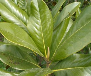 southern magnolia shrub showing new growth