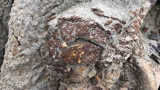 A close-up image of intact skin on the ankle bones of a hadrosaur fossil.