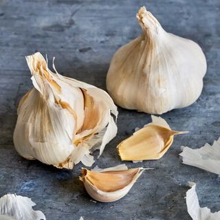 Transylvania Garlic