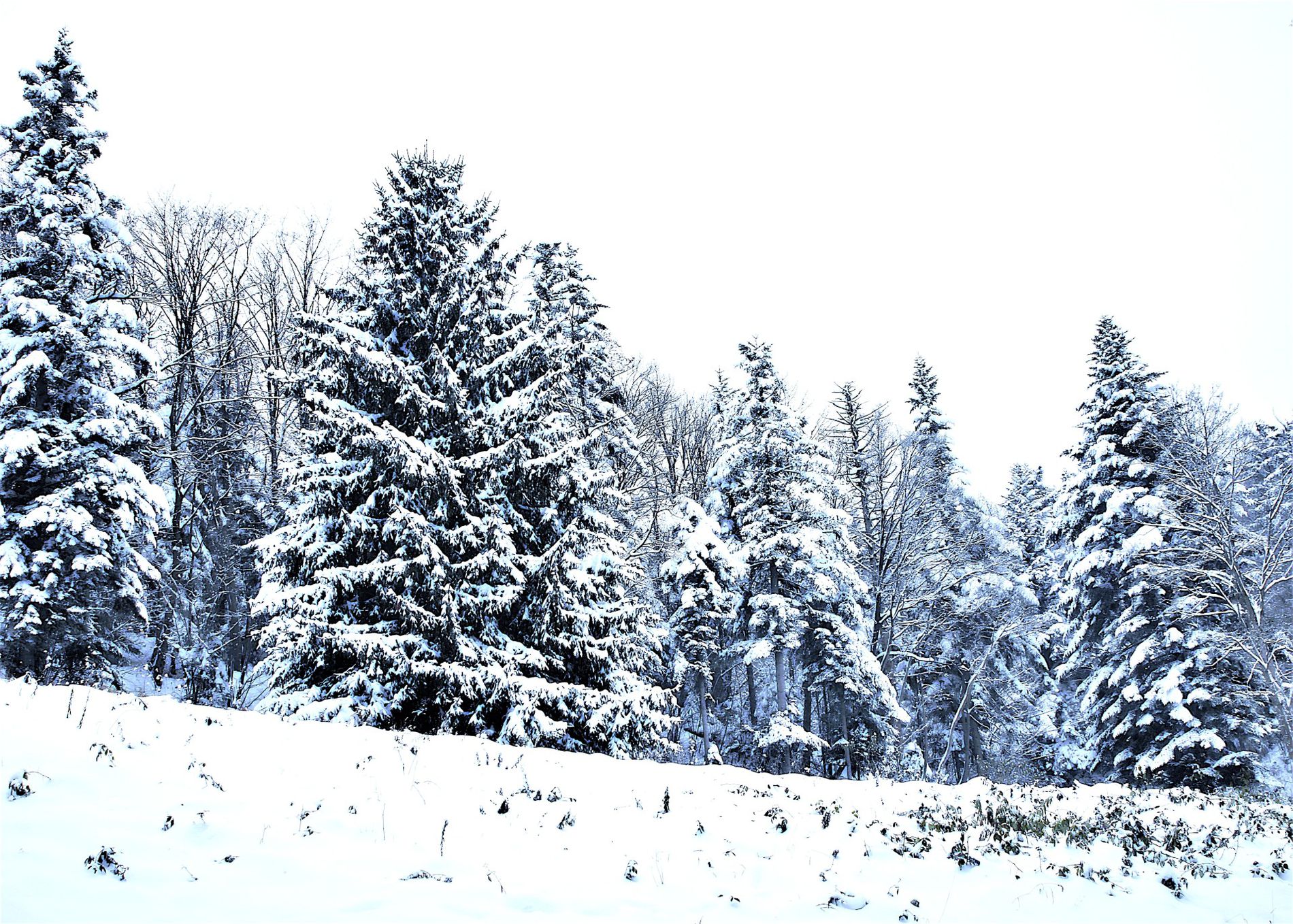 GuruShots - February 2026