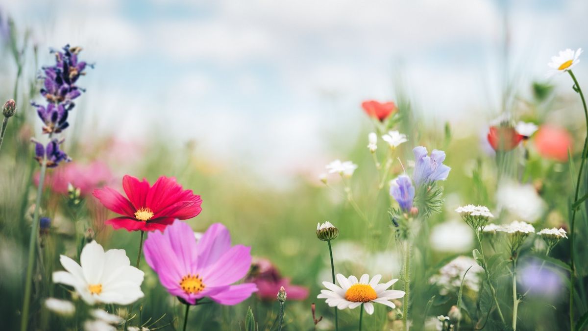 Spring: The season of new beginnings | Live Science