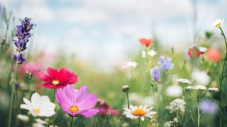 A spring meadow