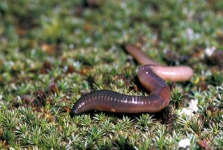 Earthworm. Segmented worm or annelid. Lumbricus terrestris. Clitellum & other structures e.g. setae.