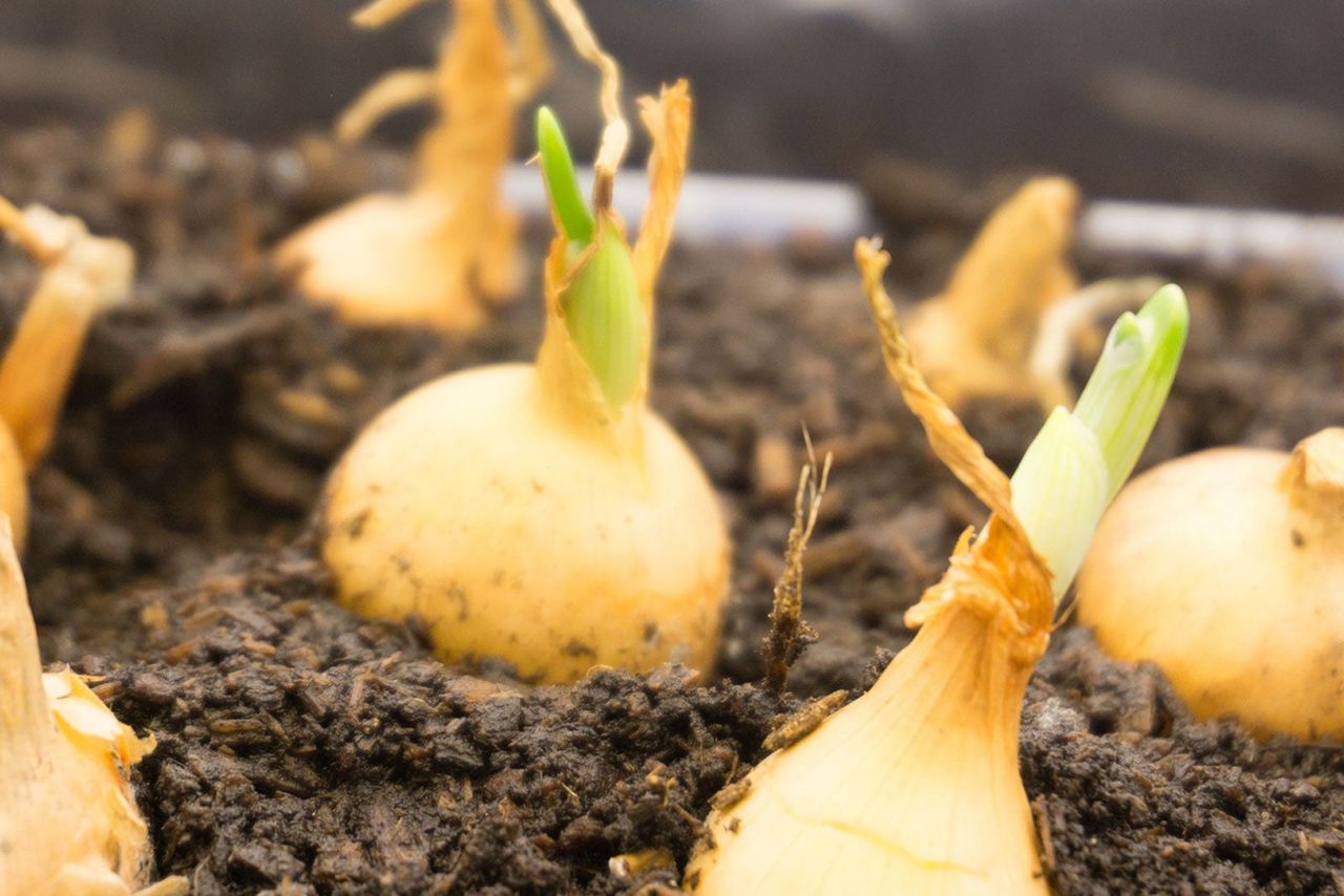 Bulbs Planted In Soil