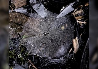 Smallest Web (Symphytognathidae spiders).