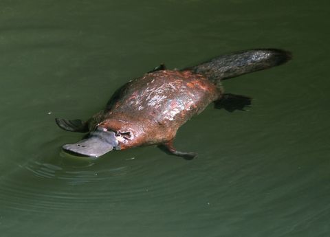 Why The Platypus Will Never Have A Stomach Live Science