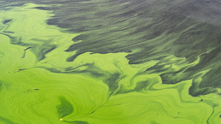 Algal bloom