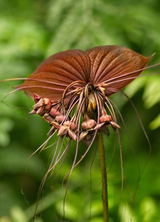 Malaysia for extraterrestrial-looking tacca chantrieri