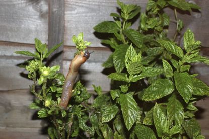 Slug On A Chrysanthemum Plant