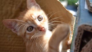 cat hiding in box