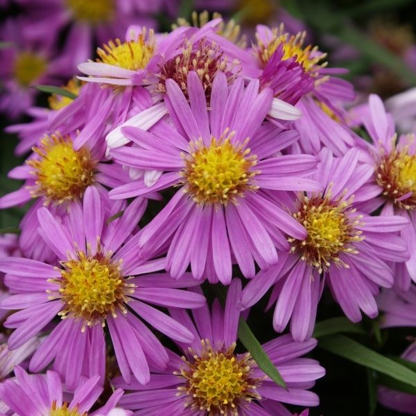 Woods Pink Aster - #1 Container