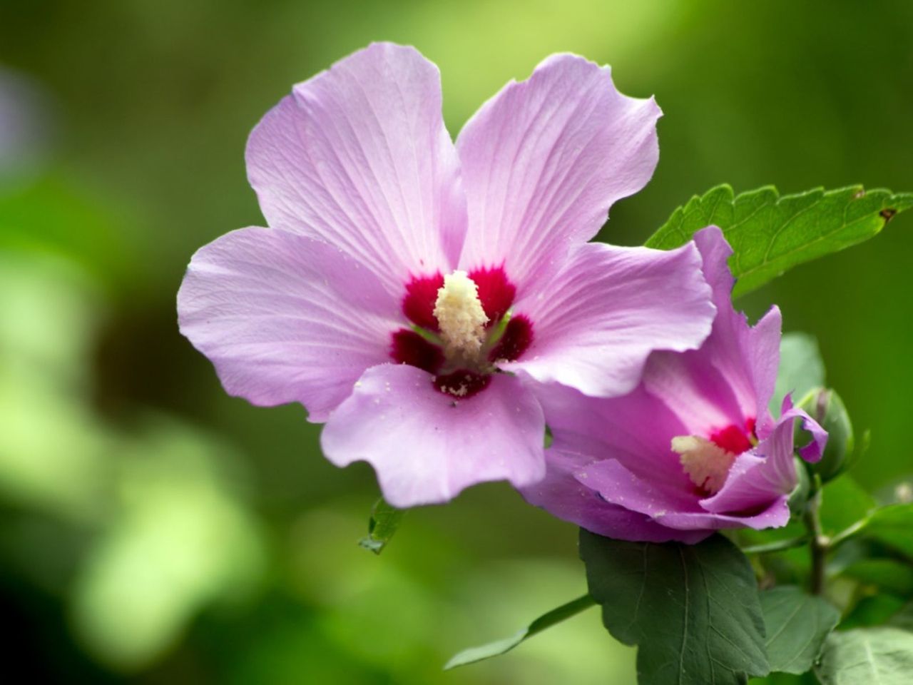 A Pink Rose Of Sharon Plant