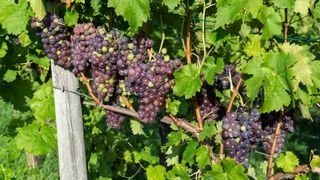 Schiava wine grapes