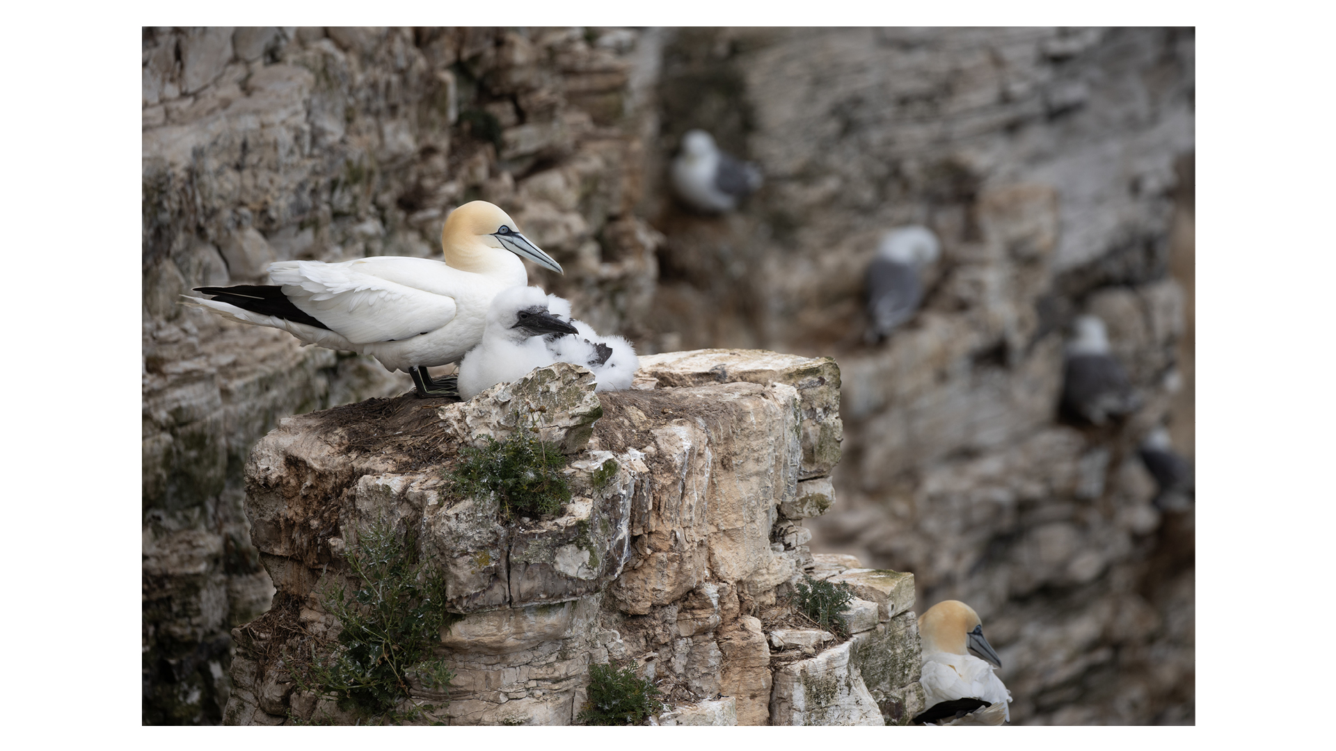 Photograph of a gannet and its chicks sheltering on the cliffs at the RSPB Bempton Cliffs nature reserve in July 2025