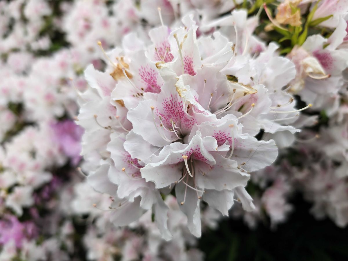 Pink and white flowers