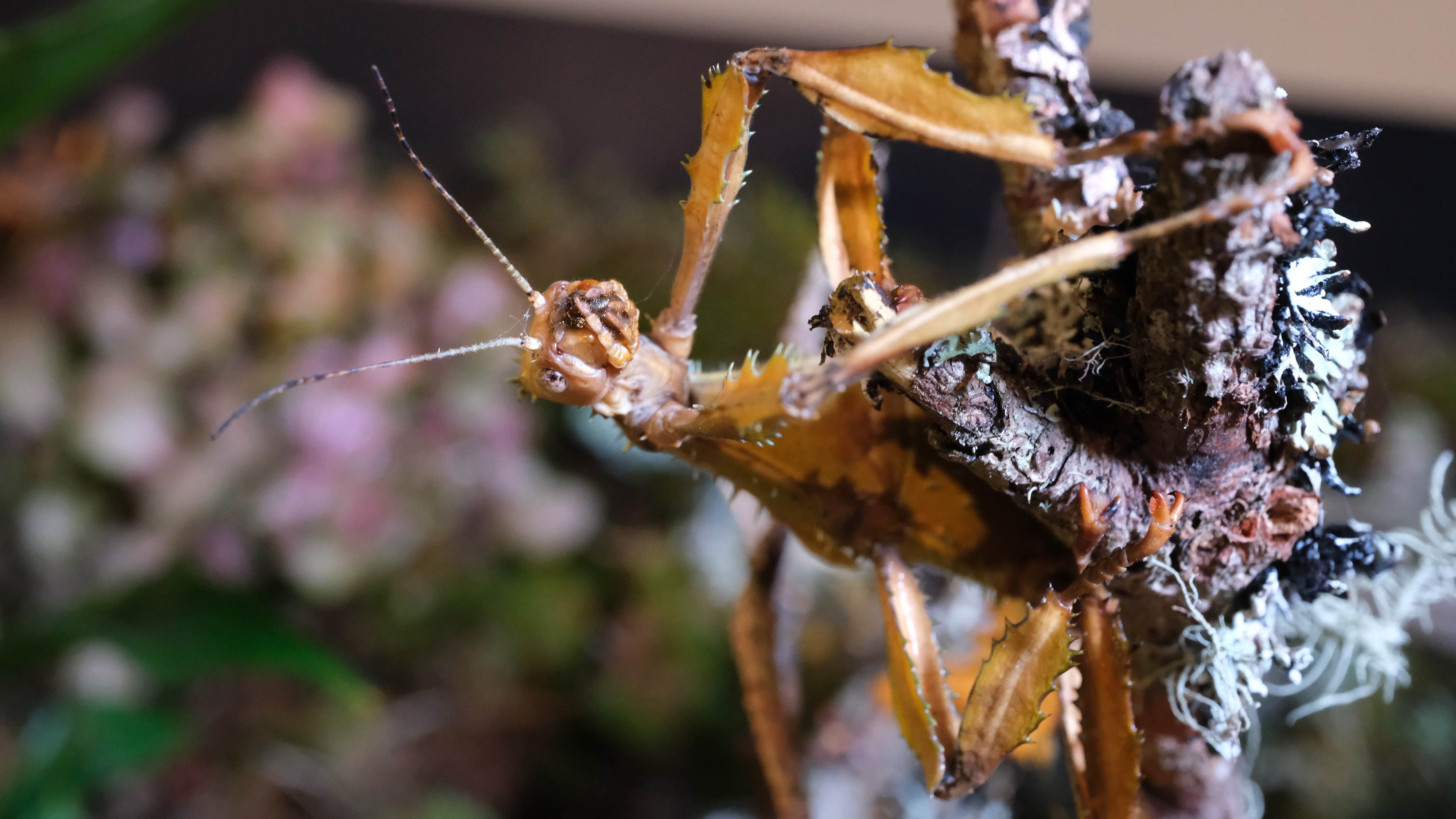 A stick insect crawling on a leaf