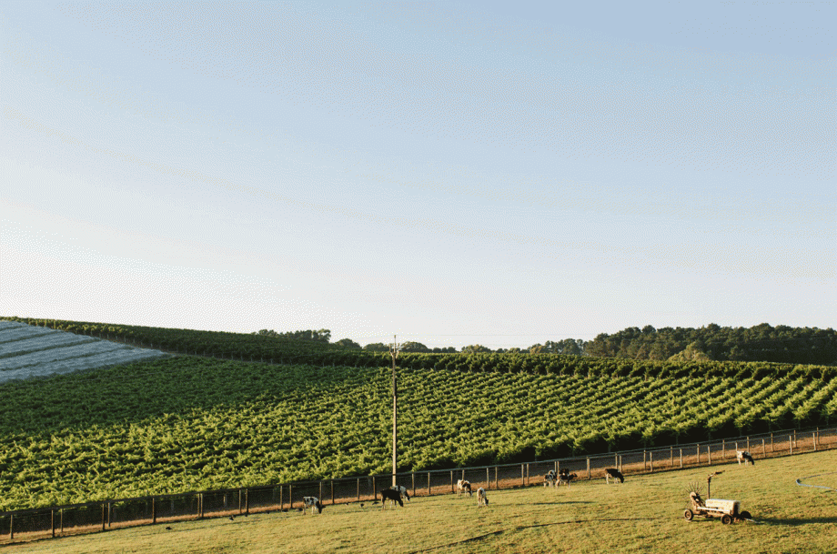 Adelaide Hills Sauvignon Blanc: Shaw + Smith Balhannah Vineyard