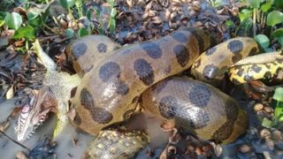 green anaconda eating