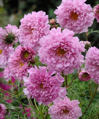 doble pink blooms of Cosmos bipinnatus ‘Double Click Rose Bonbon