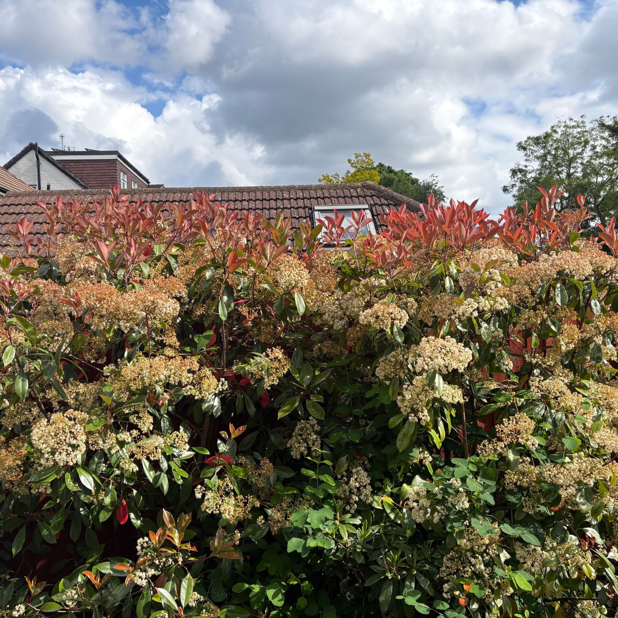 Flowering Photinia fraseri 'Red Robin' hedge in garden