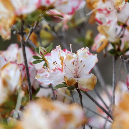 White azaleas with browning petals