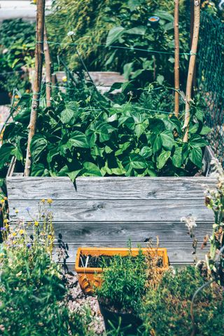 Raised garden bed with plants and plants in pots