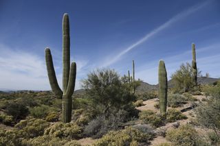 The desert landscape with cacti in Scottsdale, Arizona