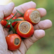A hand holds several small tomatoes suffering from vertex rot