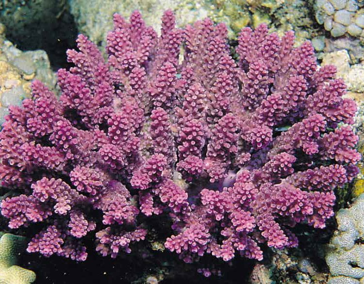 Acropora globiceps coral