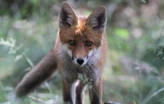 fox.jpg