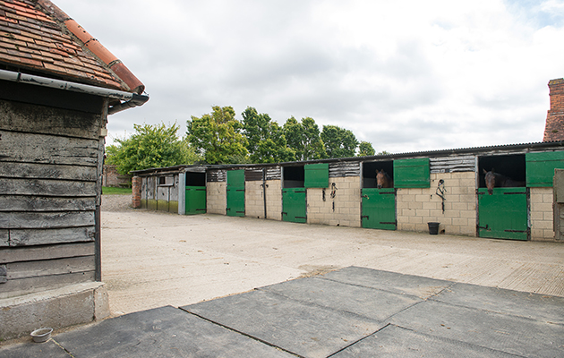 The Connemara stud